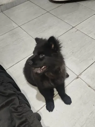 Vendendo um Chow Chow 