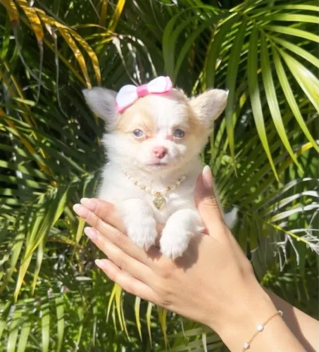 Chihuahua femeas pelo longo e curto pedigree