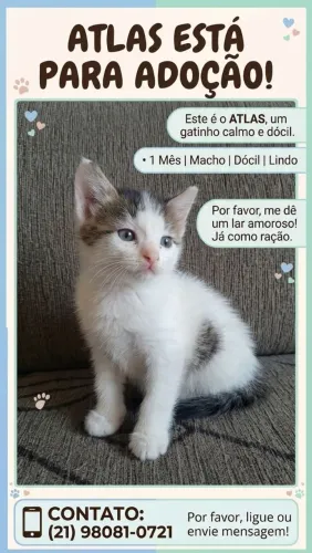 GATOS PARA ADOÇÃO RESPONSÁVEL ?