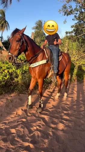 Cavalo