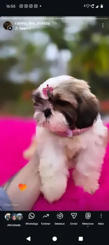 Filhotes de shih-tzu fêmea 