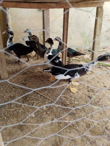 Patos a venda