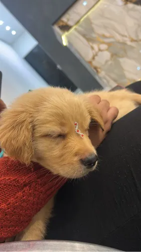 Golden retriever para alegrar as férias