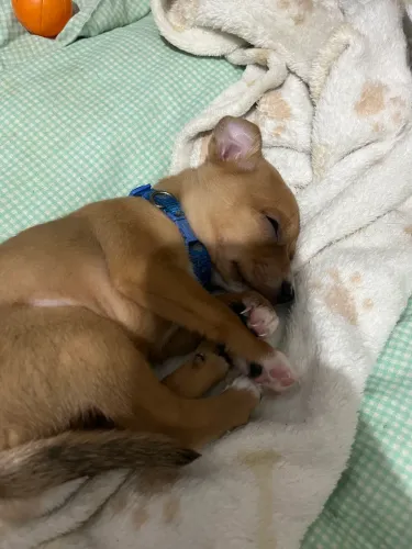 Pinscher filhote (1 mês)