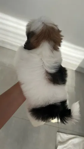 Filhote de Shi Tzu