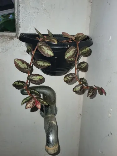 Planta matia fumaça