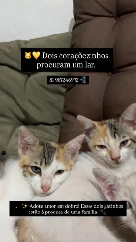 Adoção de Gatinhos 