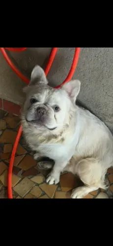 Bulldog francês Fluffy 