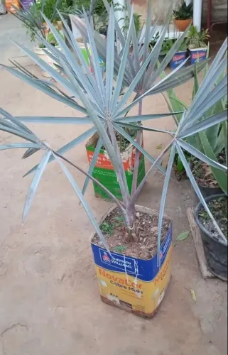 Muda de Palmeira Azul Bismarckia Nobilis na lata 220 reais