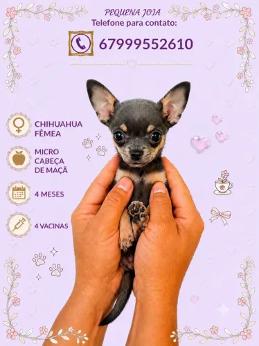 Chihuahua fêmea 