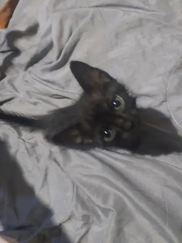 Gatinho doação