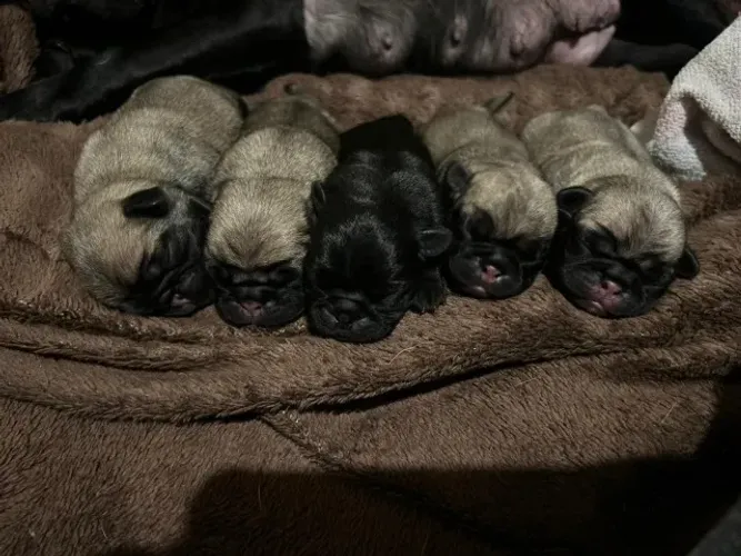 Filhotes de pug puros