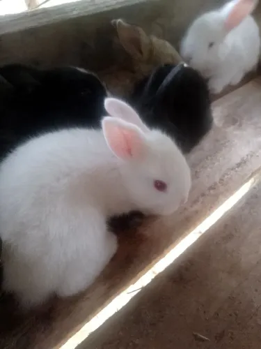 Vendendo filhotes de coelhos