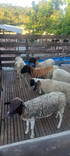 Ovelhas