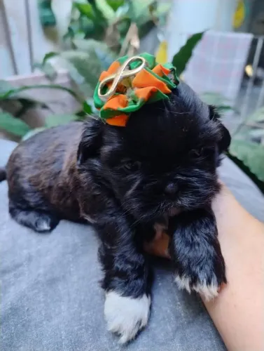 Cachorro 