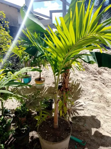Palmeira