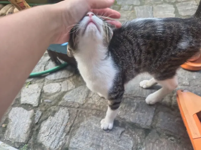 Gatinha carinhosa para adoção 