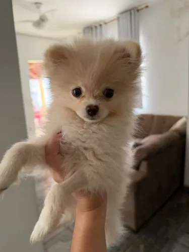 Spitz Alemão 