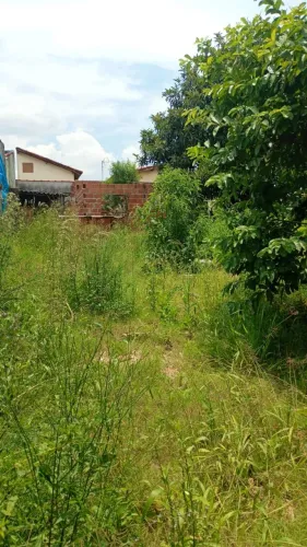 Limpeza de mato alto e outros 