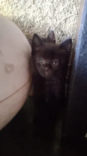 gatos doaçao