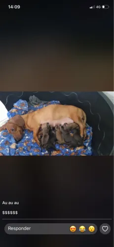 Filhotes cachorro salsicha Dachshund
