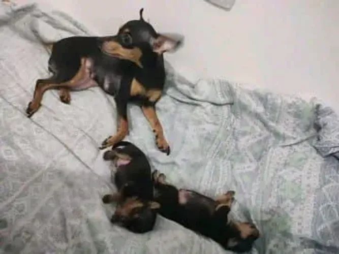 Filhote de pinscher femea