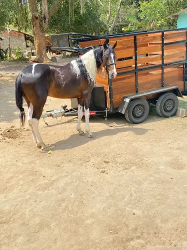 Cavalo