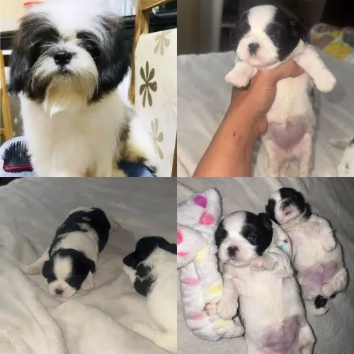 Cachorro Shih Tzu 2 fêmea 