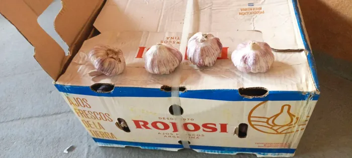 Vendo Alho no Atacado e no Varejo