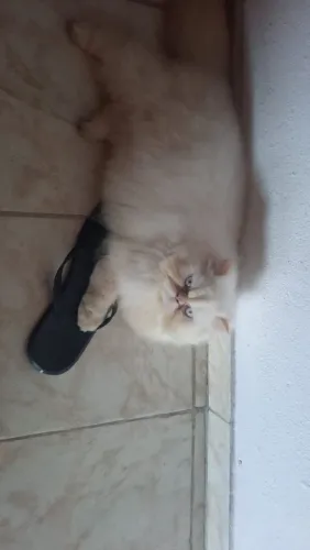 Gato