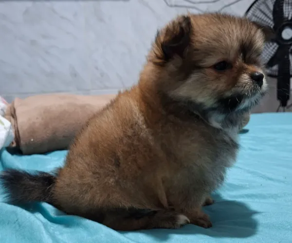 Lulu da Pomerânia/Spitz Alemão MACHINHO.