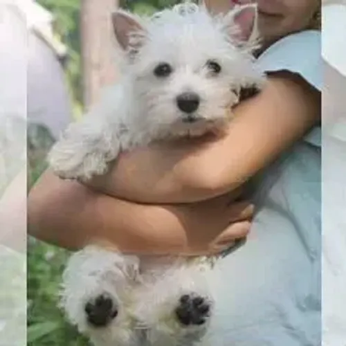 West Terrier Filhote Muito Companheiro Disponível