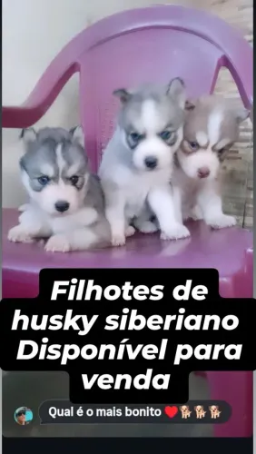 Filhotes de husky siberiano