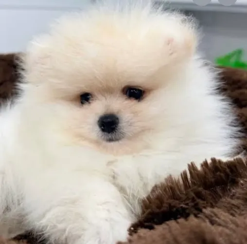 Os mais lindos  // Spitz Alemão. Com pedigree 