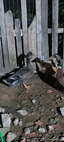 Vendo 3 casais de marrecos de pompom