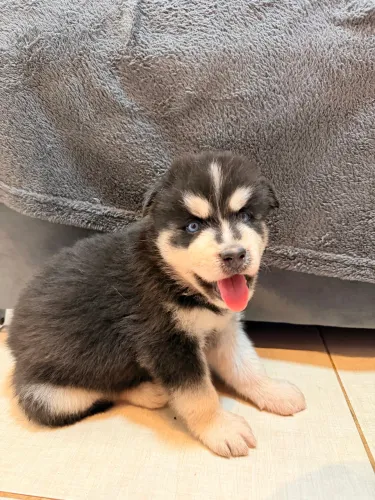 Husky siberiano