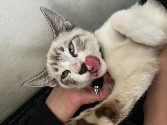 Gato para doação