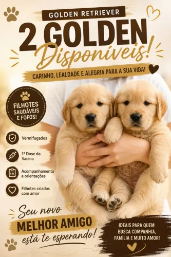 Golden retriver