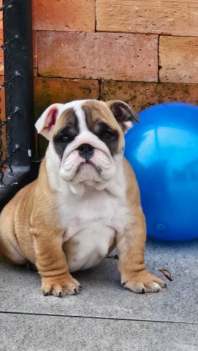 Bulldog Inglês macho