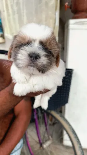 Cachorrinho da raça Shitzu 