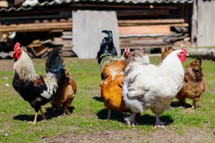 Ovos e Galos caipiras novos