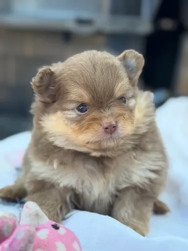Lulu da pomerania