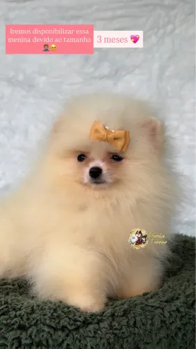 Fêmea de Spitz alemão Branca/Creme C/ PEDIGREE