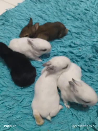 Coelhos 