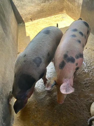 Leitão média de 145 kg