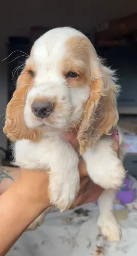 Cocker Spaniel Inglês 