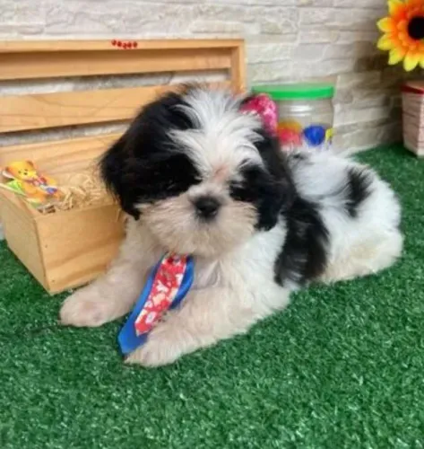 Filhotes Shih Tzu Lindos e Saudáveis