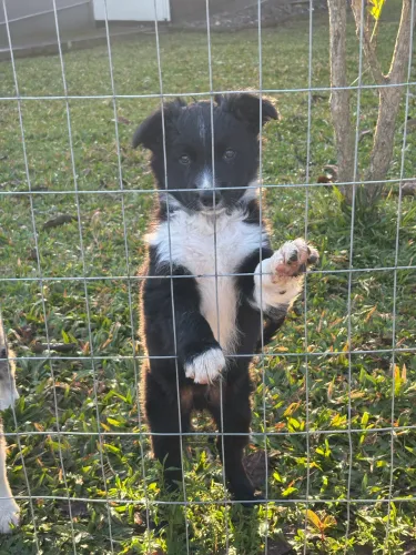 Boder collie