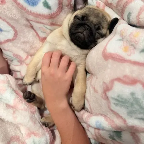 Filhote Pug Macho Superfofo e Cheio de Energia