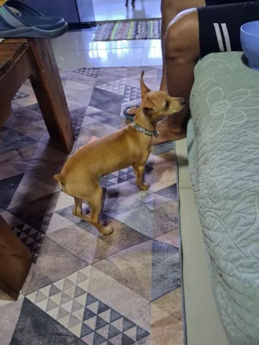 Vendo filhote de pincher macho